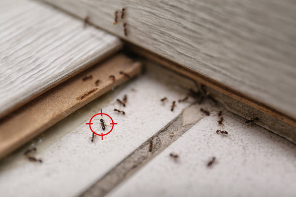 Best Commercial Pest Control Services  in Kraemer, LA